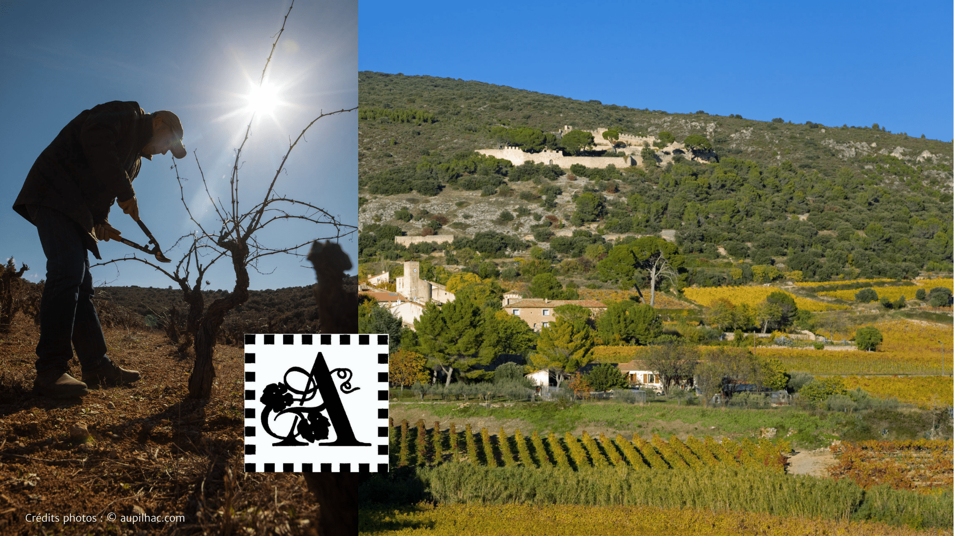 Lire la suite à propos de l’article Rencontre & dégustation : Domaine d&rsquo;Aupilhac | Samedi 16 octobre